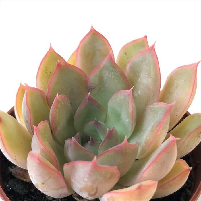 165円 絶品 多肉植物 アエオニウム 黒法師 6 5cmポット 観葉植物 インテリア Grf
