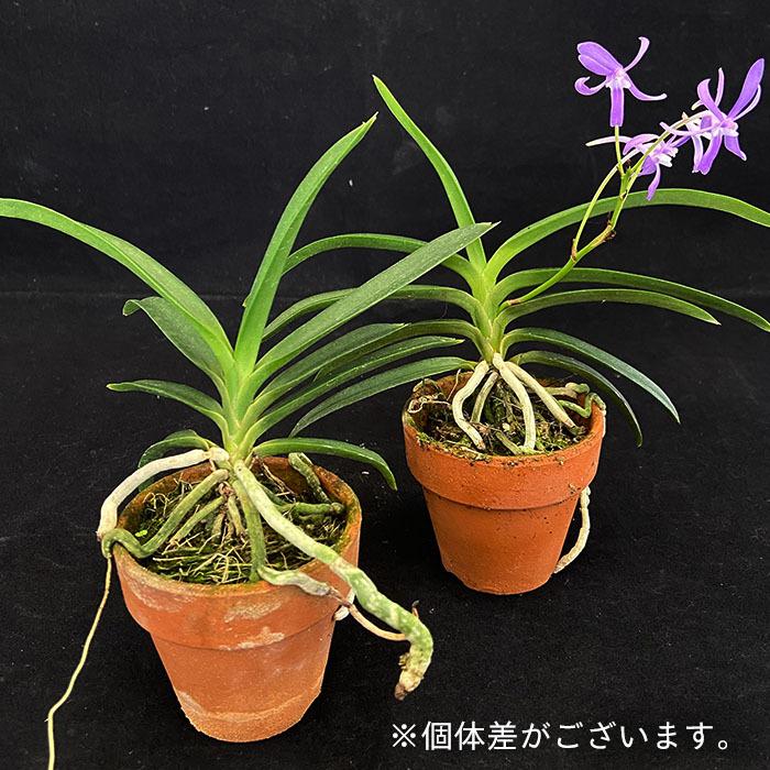 洋ラン【開花見込株】ヨネザワラ ブルースター 2号素焼き鉢 洋蘭