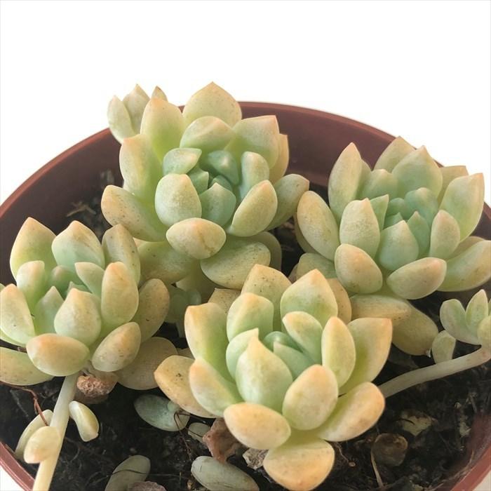 多肉植物 エケベリア プロリフィカ 6 5cmポット 観葉植物 インテリア Grf L レイテストプランツ 通販 Yahoo ショッピング