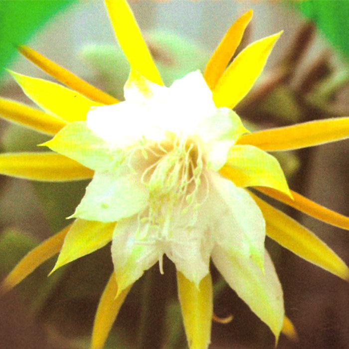 多肉植物 クジャクサボテン 白眉孔雀 5号鉢 孔雀サボテン 観葉