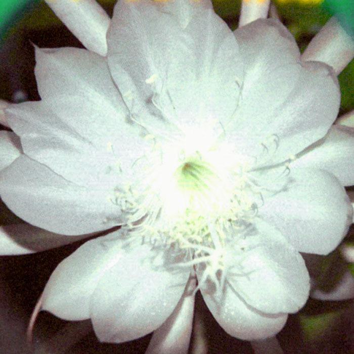 25 Off 観葉植物 花色おまかせ クジャクサボテン 苗 3号ポット