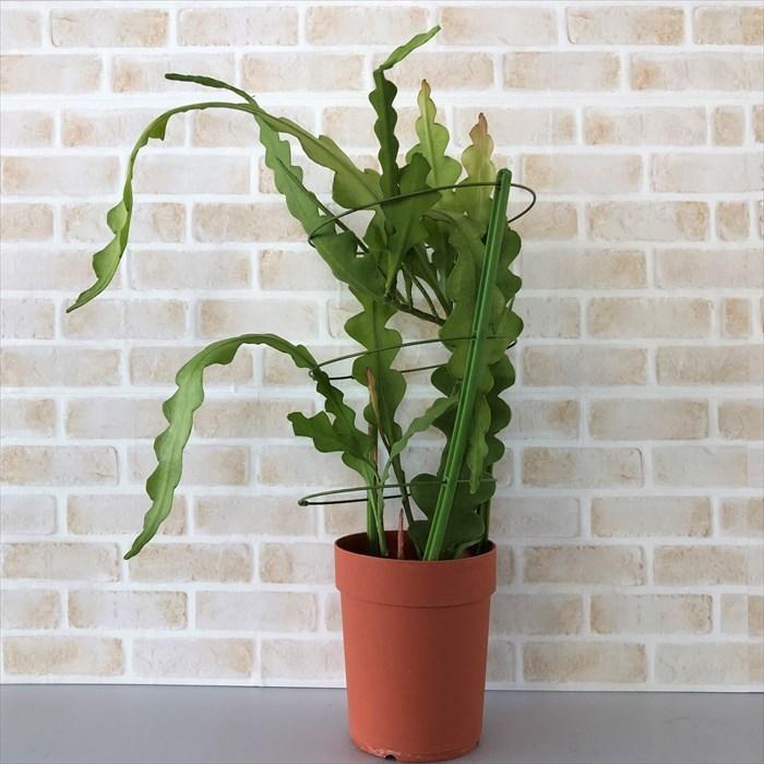 多肉植物 クジャクサボテン 芳月美人 5号鉢 孔雀サボテン 観葉植物