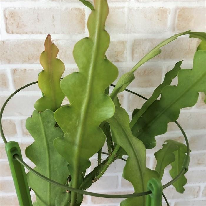 多肉植物 クジャクサボテン 芳月美人 5号鉢 孔雀サボテン 観葉植物