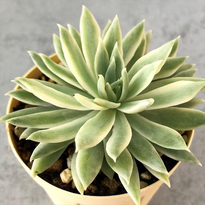 多肉植物 セデベリア ファンファーレ錦 6cmポット 観葉植物 インテリア Ejr 通販でクリスマス
