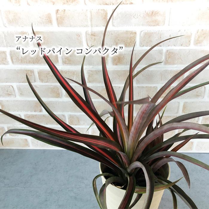 アナナス レッドパイン コンパクタ 5号鉢 パイナップル ブロメリア 観葉植物 インテリア L レイテストプランツ 通販 Yahoo ショッピング