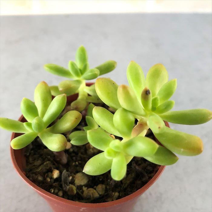 多肉植物 エケベリア 紅稚児 6cmポット 観葉植物 インテリア Grf L レイテストプランツ 通販 Yahoo ショッピング