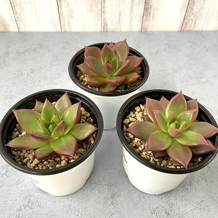 多肉植物 エケベリア ブルーオーシャン 9cmポット 観葉植物