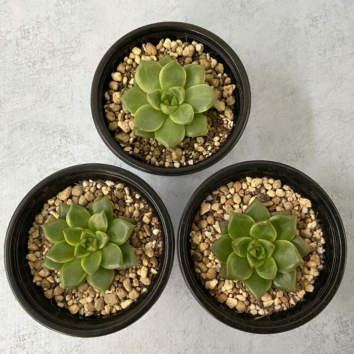❣️本日目玉レア苗新品種❣️ 多肉植物 ＊チャイ＊