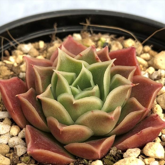多肉植物 エケベリア ボルドー 9cmポット 観葉植物 インテリア Yos L レイテストプランツ 通販 Yahoo ショッピング