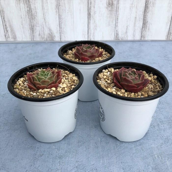 多肉植物 エケベリア ボルドー 9cmポット 観葉植物 インテリア Yos L レイテストプランツ 通販 Yahoo ショッピング