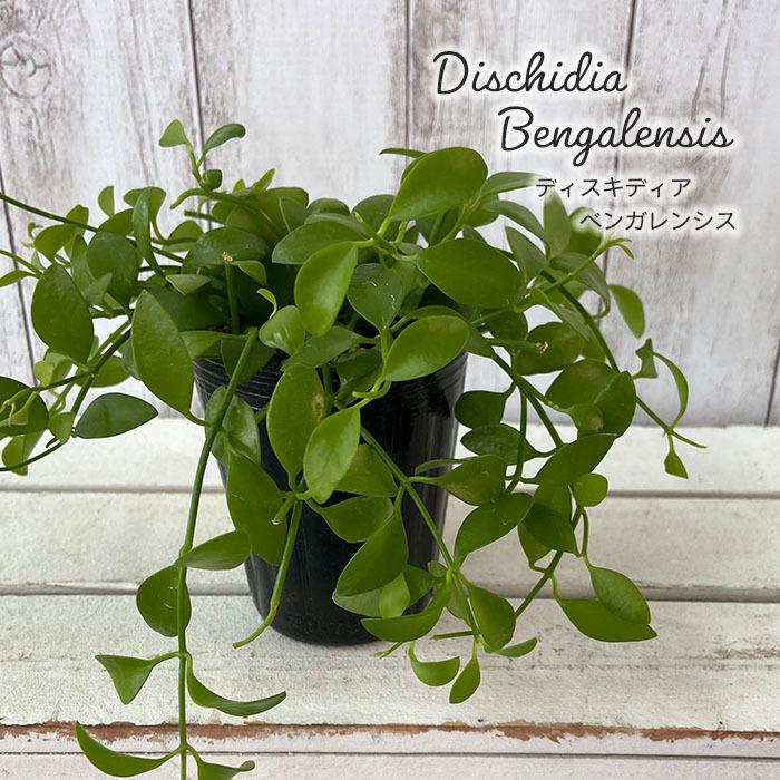 多肉植物 ディスキディア ベンガレンシス 7 5cmポット 観葉植物 インテリア Kto L レイテストプランツ 通販 Yahoo ショッピング