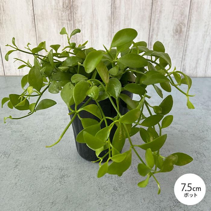 チャーム Charm 店 観葉植物 ディスキディア ベンガレンシス ３ ３ ５号 １ポット 最安