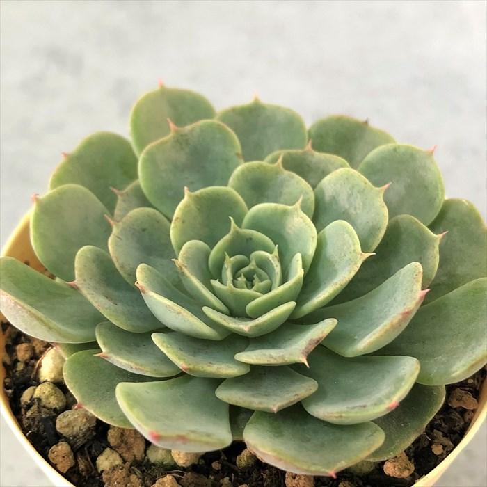多肉植物 エケベリア レグレンシス 6cmポット 観葉植物 インテリア Ejr L レイテストプランツ 通販 Yahoo ショッピング