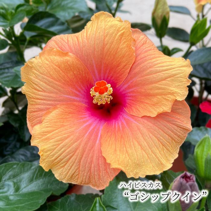 予約販売 ハイビスカス ゴシップクイン 5号 鉢植え Ogc 6月下旬以降発送 L レイテストプランツ 通販 Yahoo ショッピング