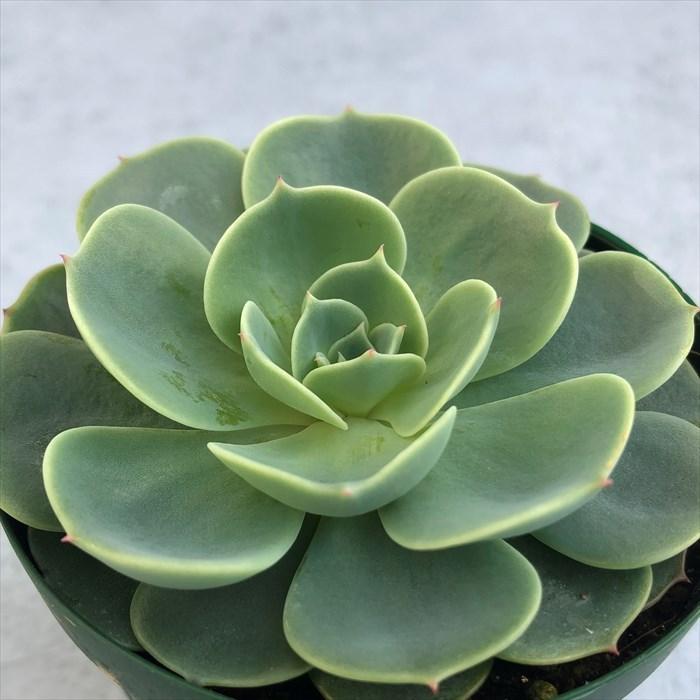多肉植物 エケベリア 七福神 7 5cmポット 観葉植物 インテリア Kas 少し豊富な贈り物