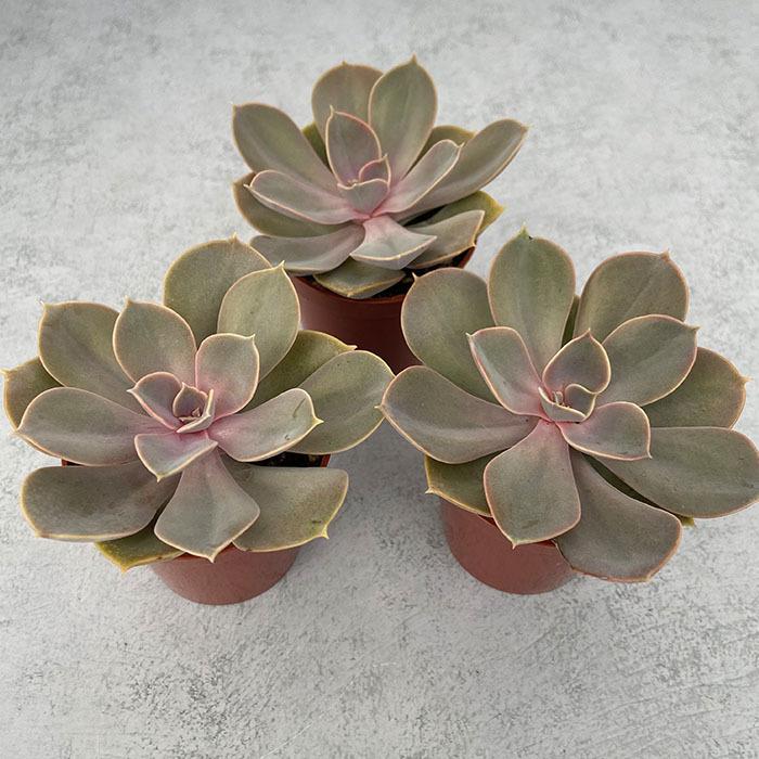 サボテン 多肉植物 菊水の種子１００粒 2 使い勝手の良い