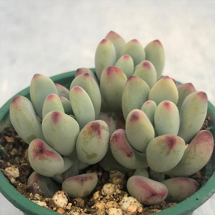 多肉植物 セダム コミックトム 6cmポット 観葉植物 インテリア