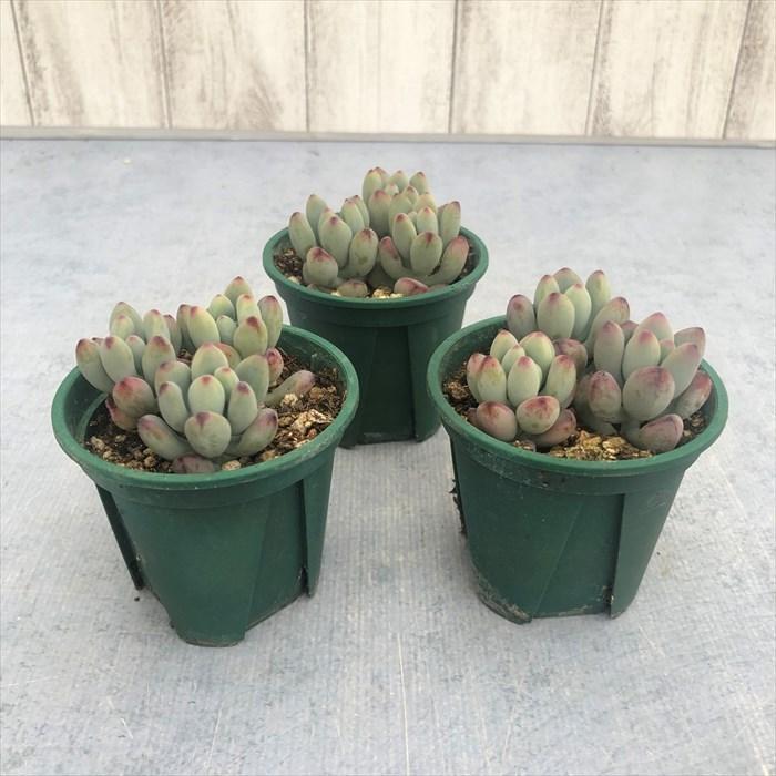 多肉植物 セダム コミックトム 6cmポット 観葉植物 インテリア