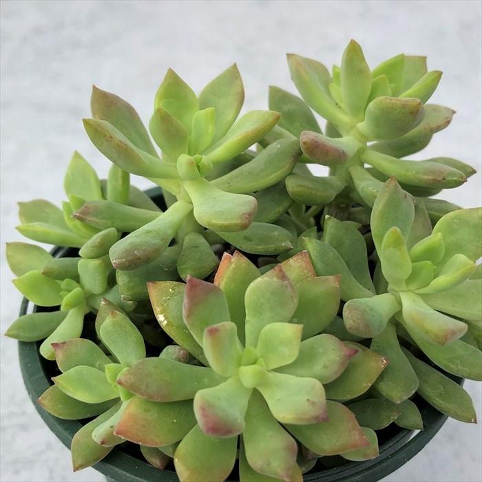 多肉植物 セダム リトルビューティー 8cmポット 観葉植物