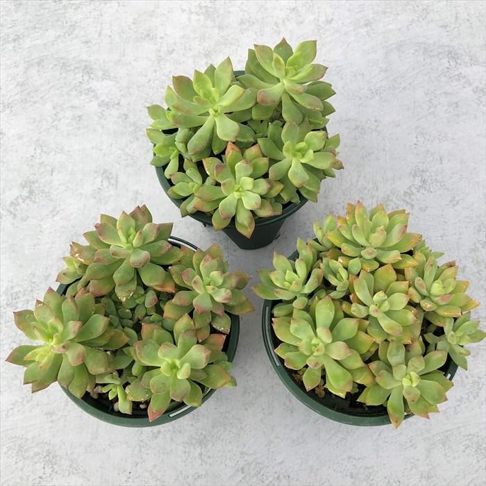 多肉植物 セダム リトルビューティー 8cmポット 観葉植物