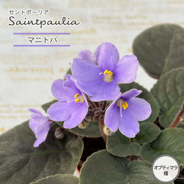 予約販売 セントポーリア マニトバ 9cmポット オプティマラ種 鉢花 インテリアグリーン Skf 6月中旬以降発送 L レイテストプランツ 通販 Yahoo ショッピング