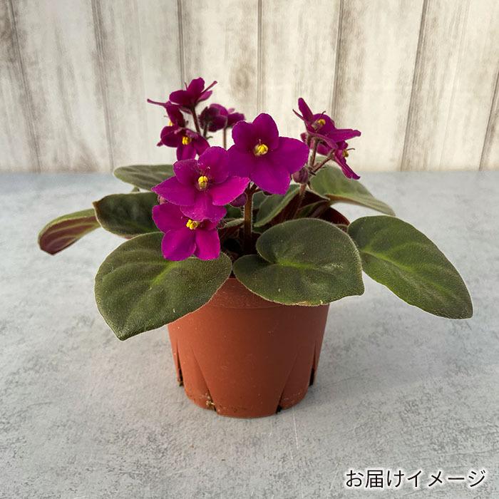 超安い品質 セントポーリア トレイル種 ２色咲き 3 5号