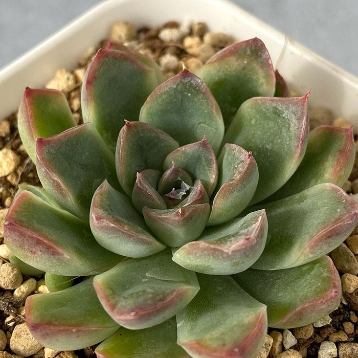 多肉植物 エケベリア 花うらら エレガンス 9cmポット 観葉植物 インテリア Yos L レイテストプランツ 通販 Yahoo ショッピング