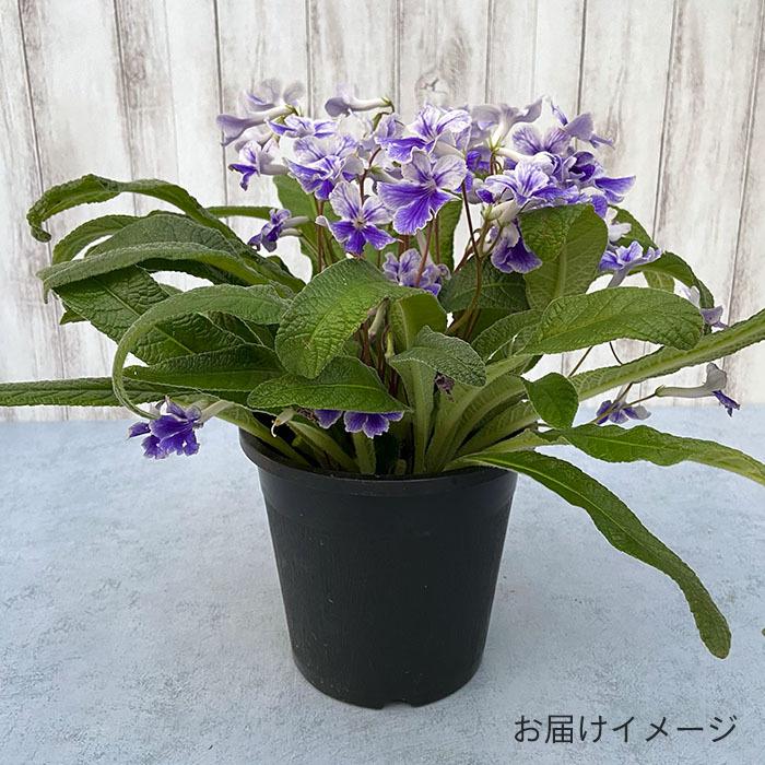 ストレプトカーパス シャーロット 5号鉢 花苗 非耐寒性 多年草 : レイ