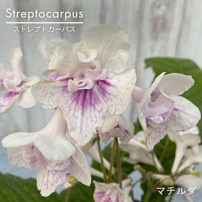 ストレプトカーパス マチルダ 5号鉢 花苗 非耐寒性 多年草 : レイ 