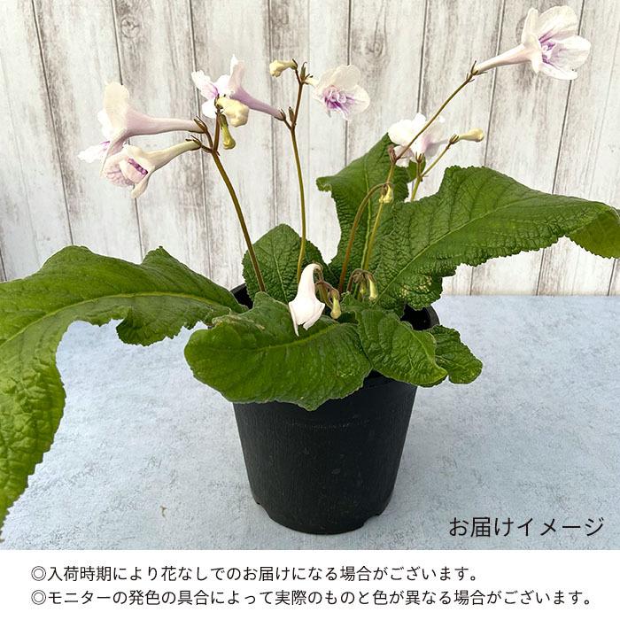 ストレプトカーパス マチルダ 5号鉢 花苗 非耐寒性 多年草 : レイ 