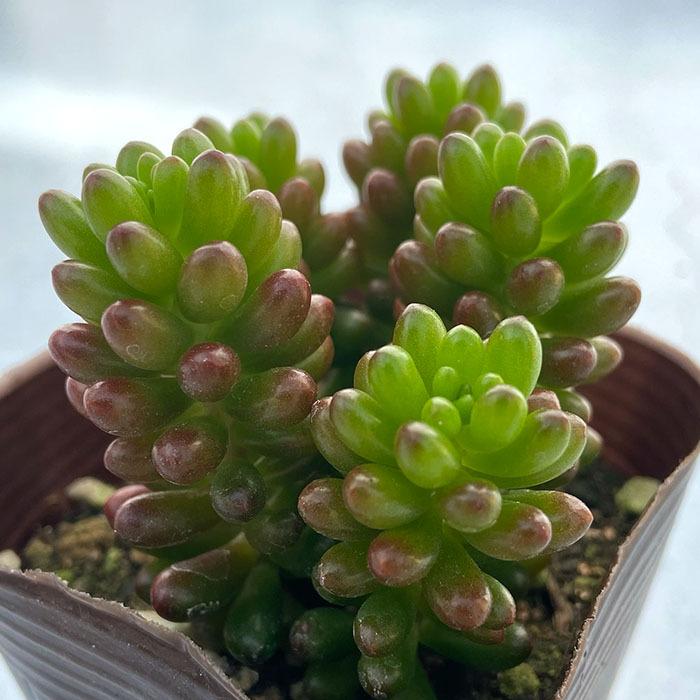 アップルベリー 多肉植物 セダム 4995_1.jpg