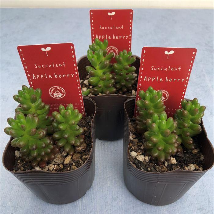 アップルベリー 多肉植物 セダム 4995_2.jpg