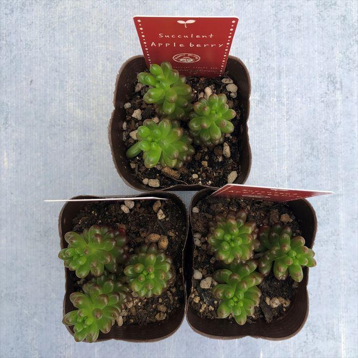 多肉植物 セダム アップルベリー 7.5cmポット 観葉植物 インテリア fbt