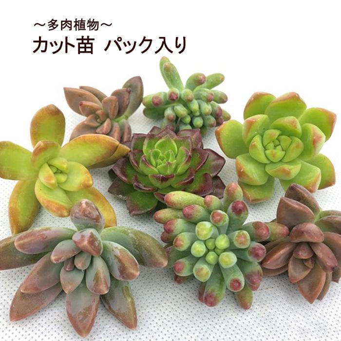 多肉植物 カット苗 パック入り 送料無料 抜き苗 観葉植物 インテリア Tut L レイテストプランツ 通販 Yahoo ショッピング