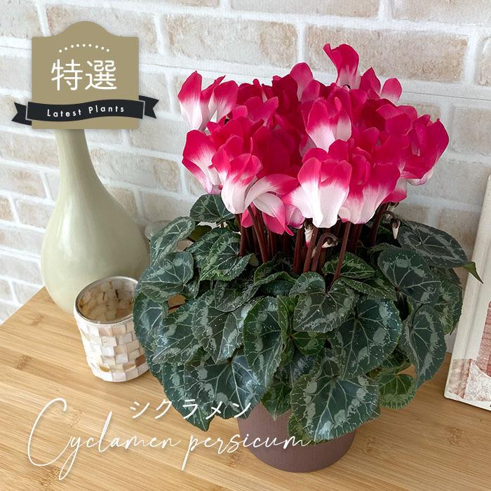 予約販売】送料無料 特選 シクラメン インディアカ サーモンピンク系 5