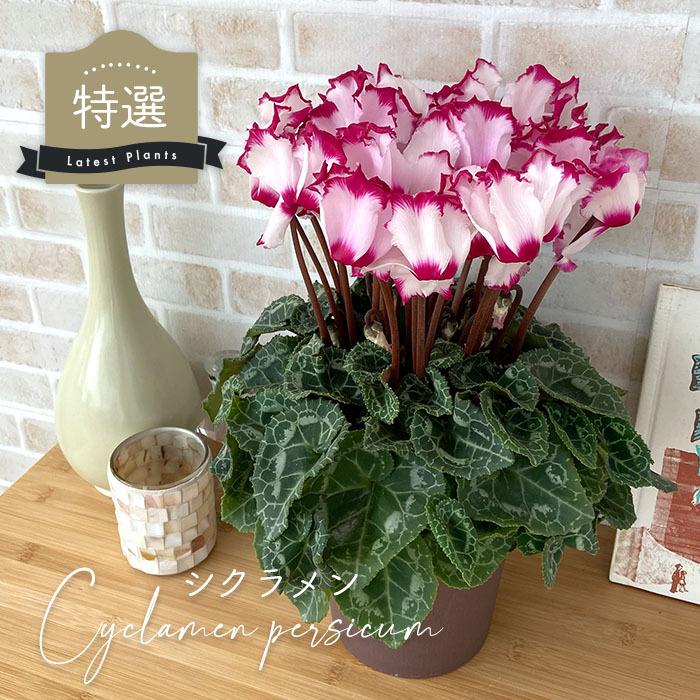 シクラメン5号鉢一つ10000円