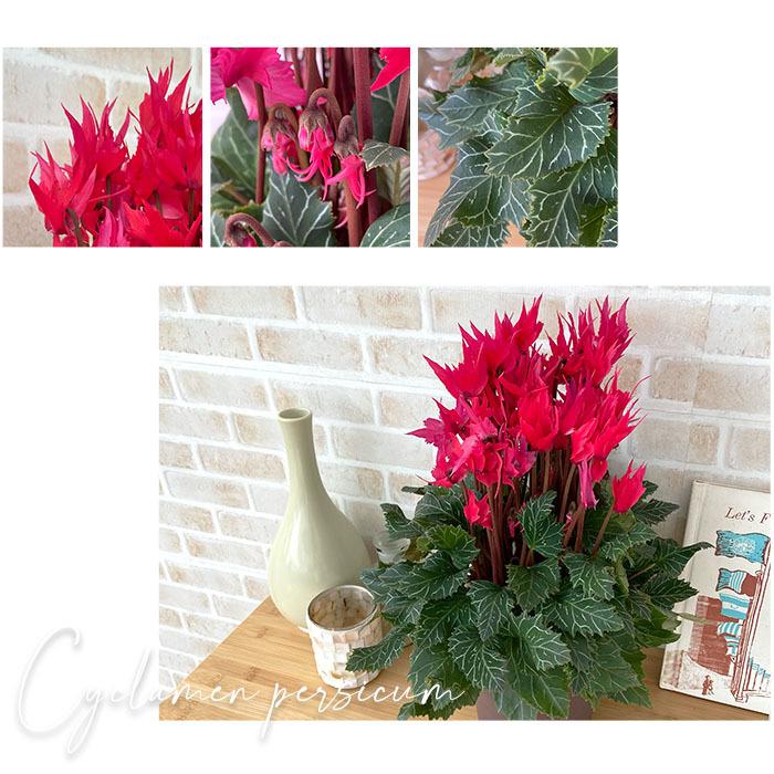 サガリ花。花。鉢ごと無料で発送致します。 園芸ネット本店｜鉢花 の