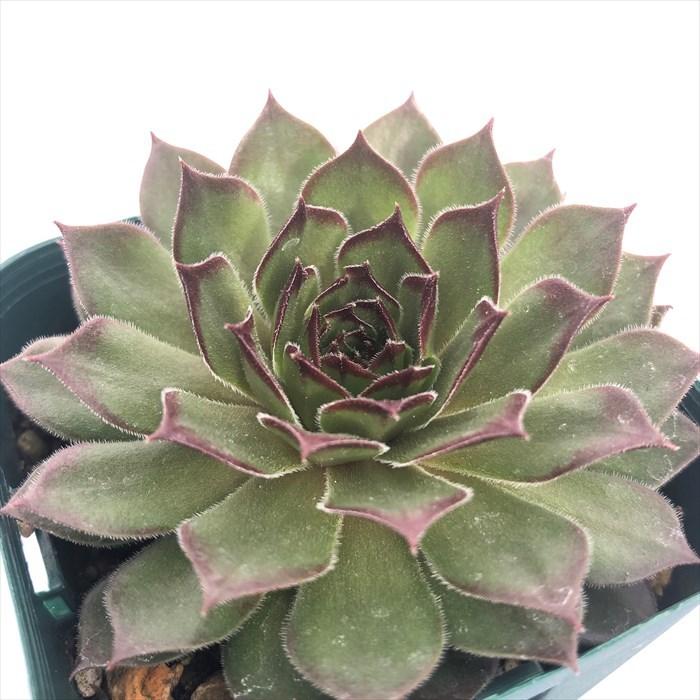 多肉植物 センペルビウム ブラックミニ 7.5cmポット 観葉植物