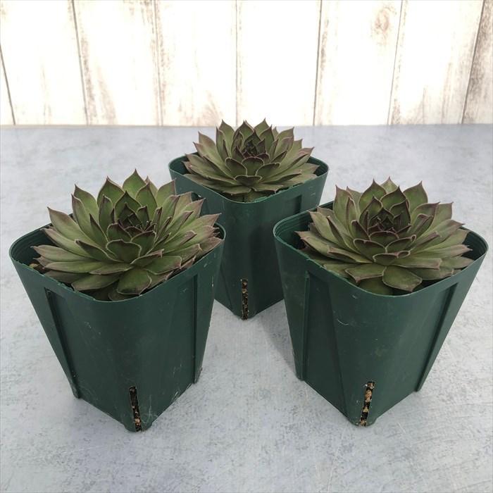 多肉植物 センペルビウム ブラックミニ 7.5cmポット 観葉植物