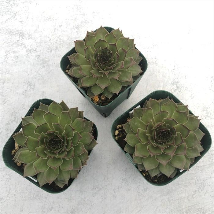 多肉植物 センペルビウム ブラックミニ 7.5cmポット 観葉植物