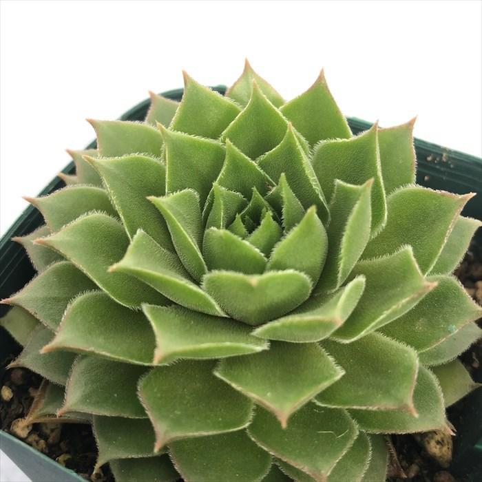 多肉植物 センペルビウム バーンスタイン 7.5cmポット 観葉植物