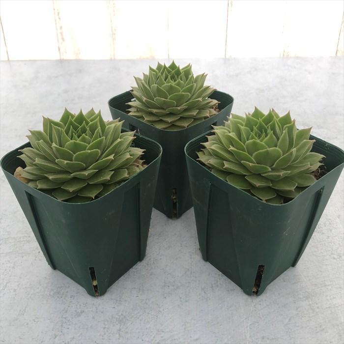 多肉植物 センペルビウム バーンスタイン 7.5cmポット 観葉植物