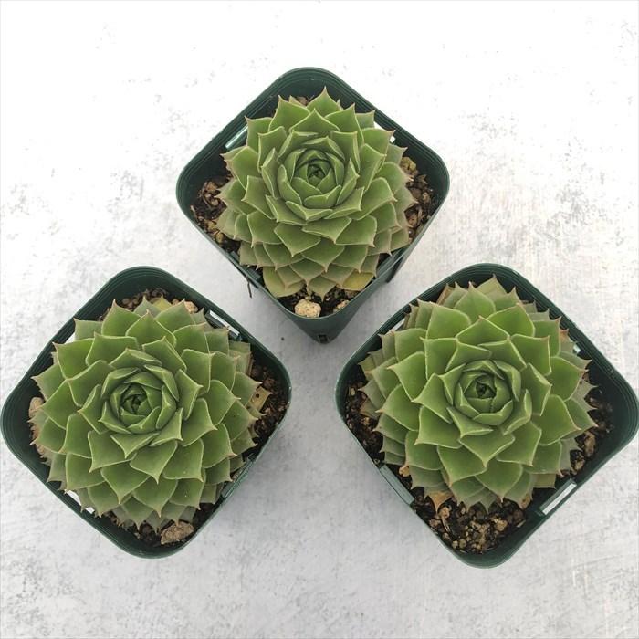 多肉植物 センペルビウム バーンスタイン 7.5cmポット 観葉植物