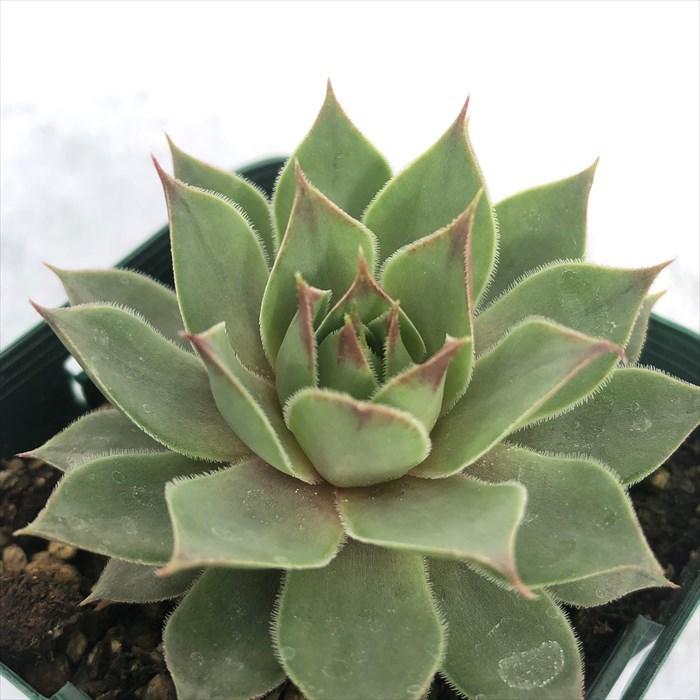 多肉植物 センペルビウム テクトラムレッドパープル 7.5cmポット 観葉