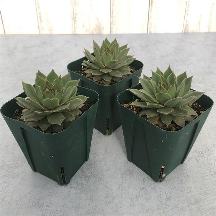 多肉植物 センペルビウム テクトラムレッドパープル 7.5cmポット 観葉