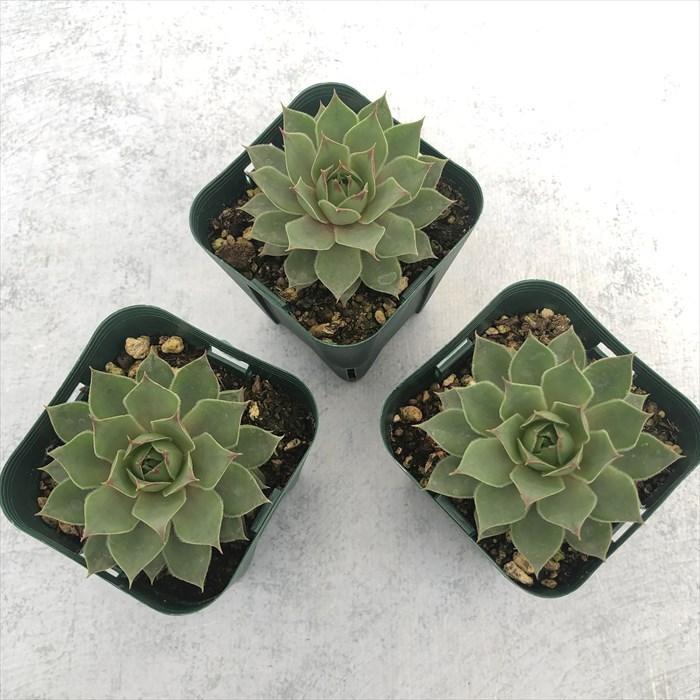 多肉植物 センペルビウム テクトラムレッドパープル 7.5cmポット 観葉