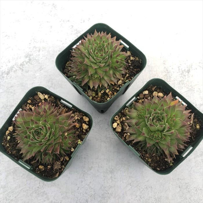 多肉植物 センペルビウム オレンジペコ 7.5cmポット 観葉植物 