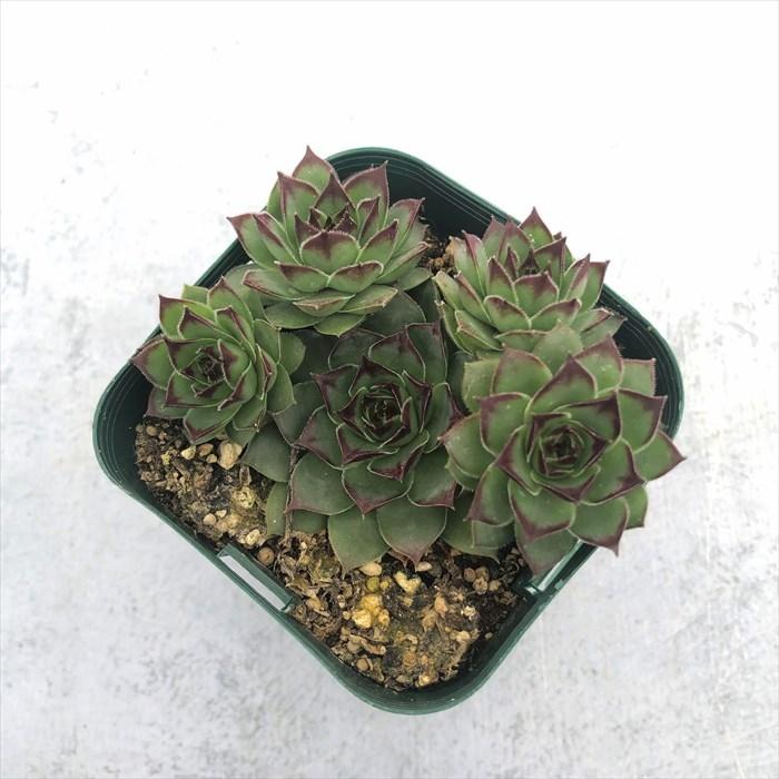 多肉植物 センペルビウム ブロンコ 7.5cmポット 観葉植物 インテリア
