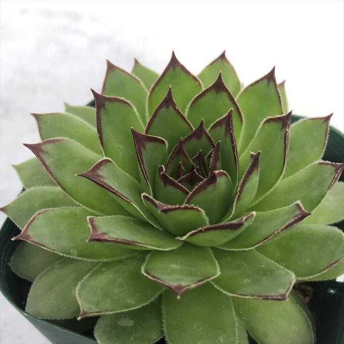 多肉植物 センペルビウム リンボ 7.5cmポット 観葉植物 インテリア siz