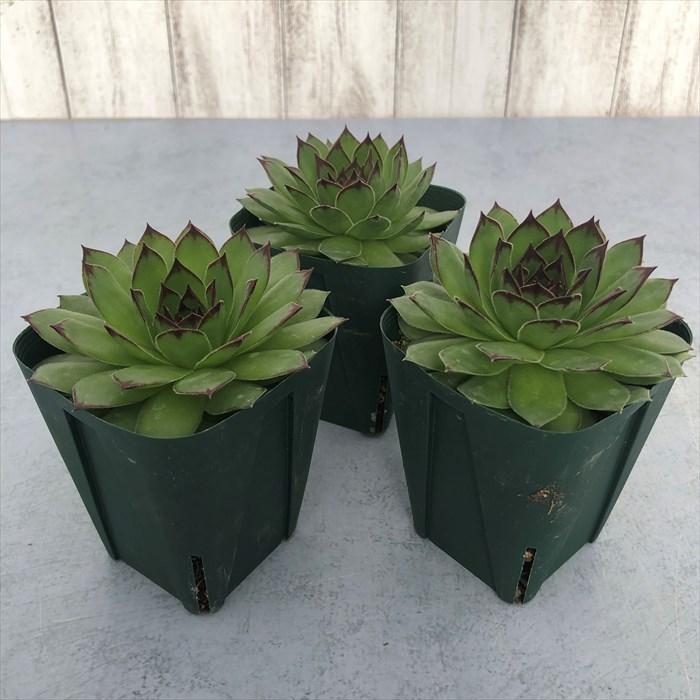 多肉植物 センペルビウム リンボ 7.5cmポット 観葉植物 インテリア siz